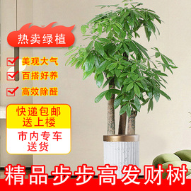 步步高发财树开业送礼客厅大盆栽，室内植物乔迁绿植三杆招财树盆景