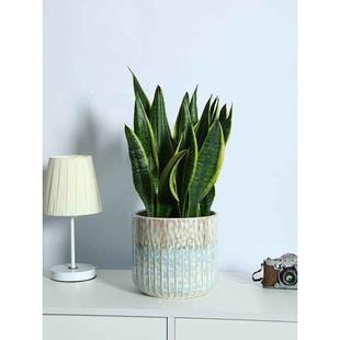 花瓶陶瓷种花盆大轻奢感养花大号好看的文心兰芦荟落地客厅圆