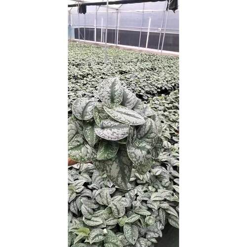 大叶小叶银斑葛花叶绿萝长藤垂吊盆栽水培好养室内桌面观叶绿植