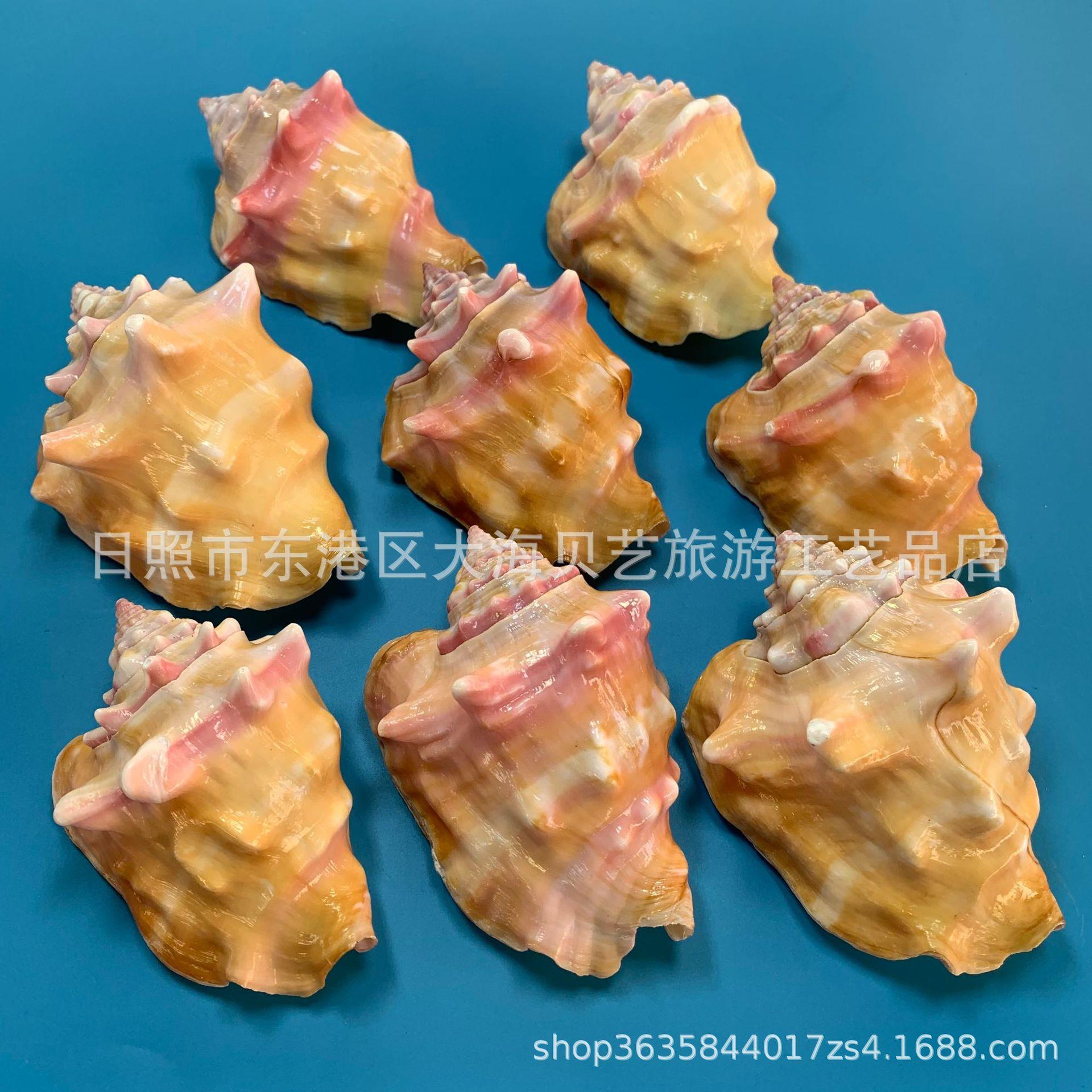 胭脂螺然贝壳452海螺缸水族造天制景装饰居家摆件工艺鱼品作厂家