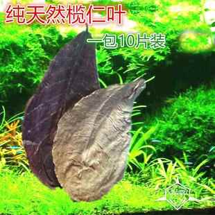懒人叶榄仁叶降低鱼缸PH值降酸调节水质自然10pc