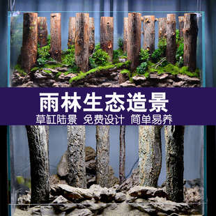 香槟木树干造景鱼缸水族箱森林直木装饰雨林水陆缸造景套餐非沉木