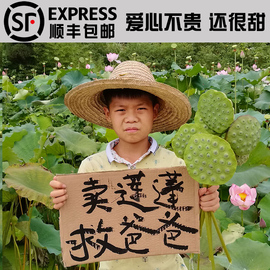 新鲜莲蓬野生即食甜嫩莲子米生吃孕妇时令，水果现摘现发非洪湖