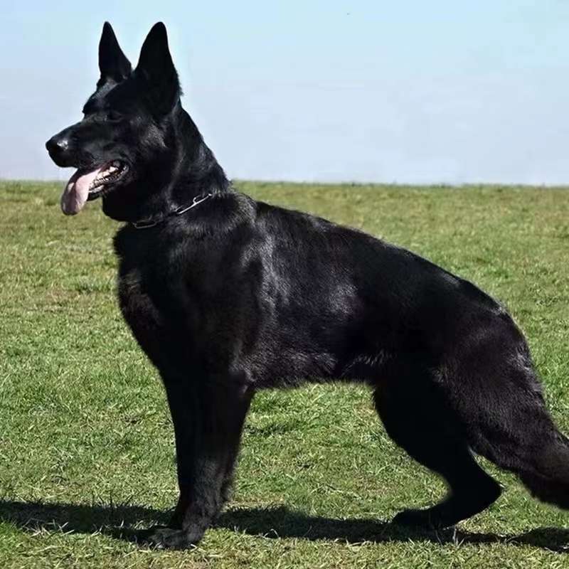 纯种双血统东德牧羊犬犬幼犬警犬马犬黑狼犬纯黑东德幼崽养殖狗粮