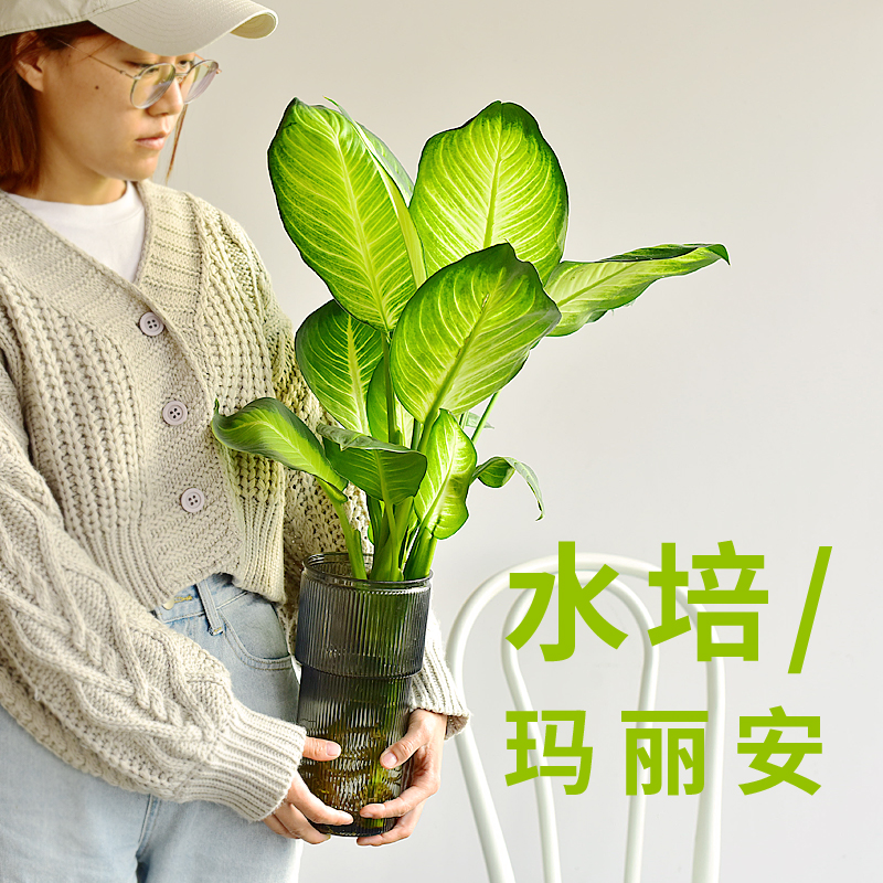 粉黛/玛丽安 水培高筒花瓶四季常青植物盆栽万年青室内桌面绿植