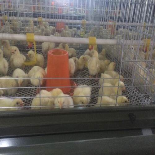 鸡笼 育鸡笼雏 鸡OQQ笼四层鸡八门鸡笼养小用鸡厂养殖小鸡笼子