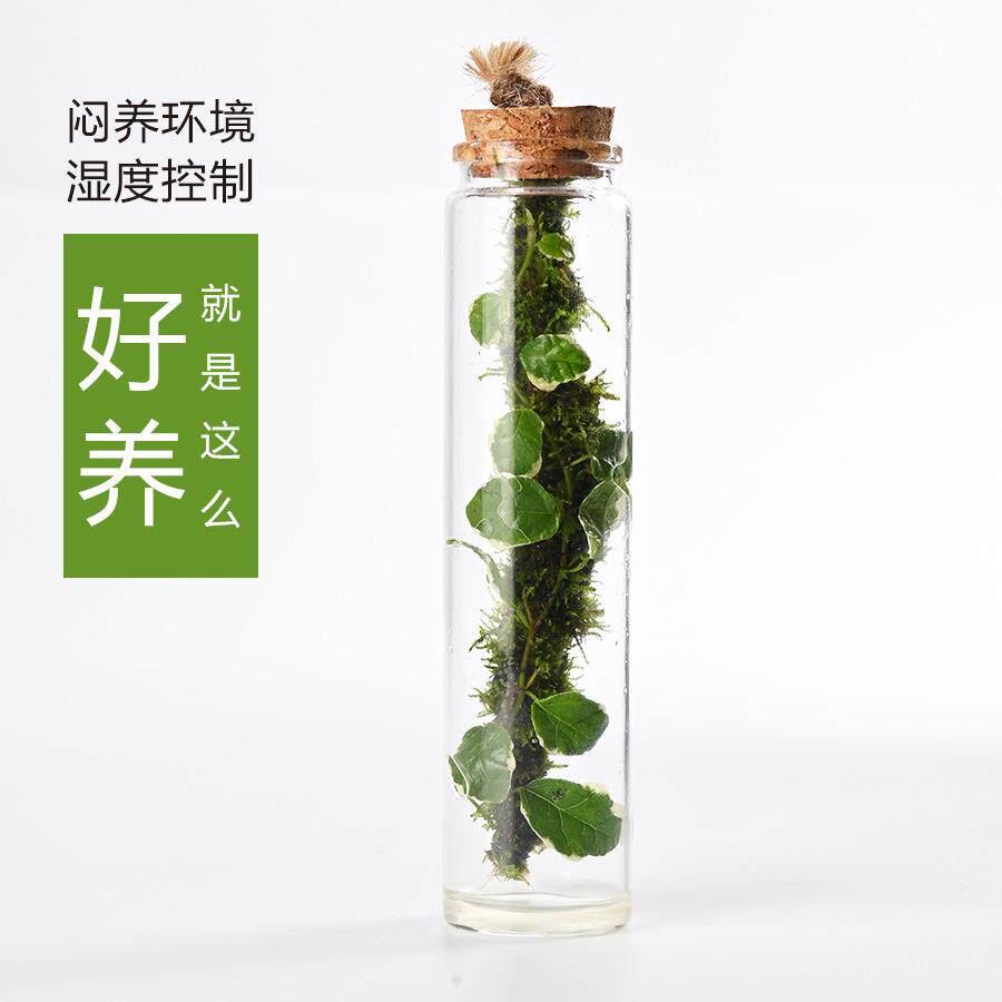 苔藓微景观生态瓶花叶薛荔植物懒人室内桌面摆件水培绿植解压景观