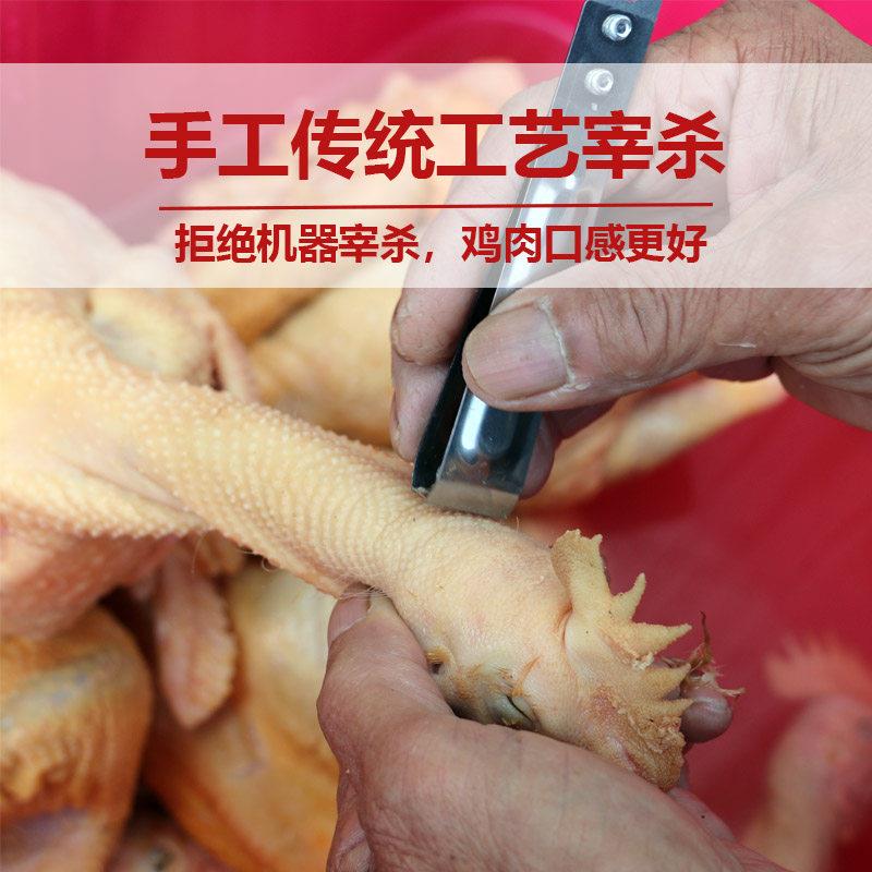 公鸡信宜老母鸡土阉鸡农家散养走地鸡正宗茂名白切鸡生鲜整鸡现杀