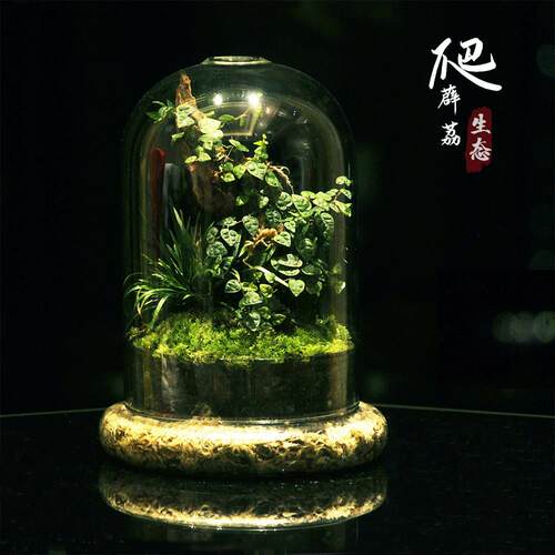 创意办公室桌面室内迷你小盆栽微景观生态瓶闷养植物苔藓雨林缸