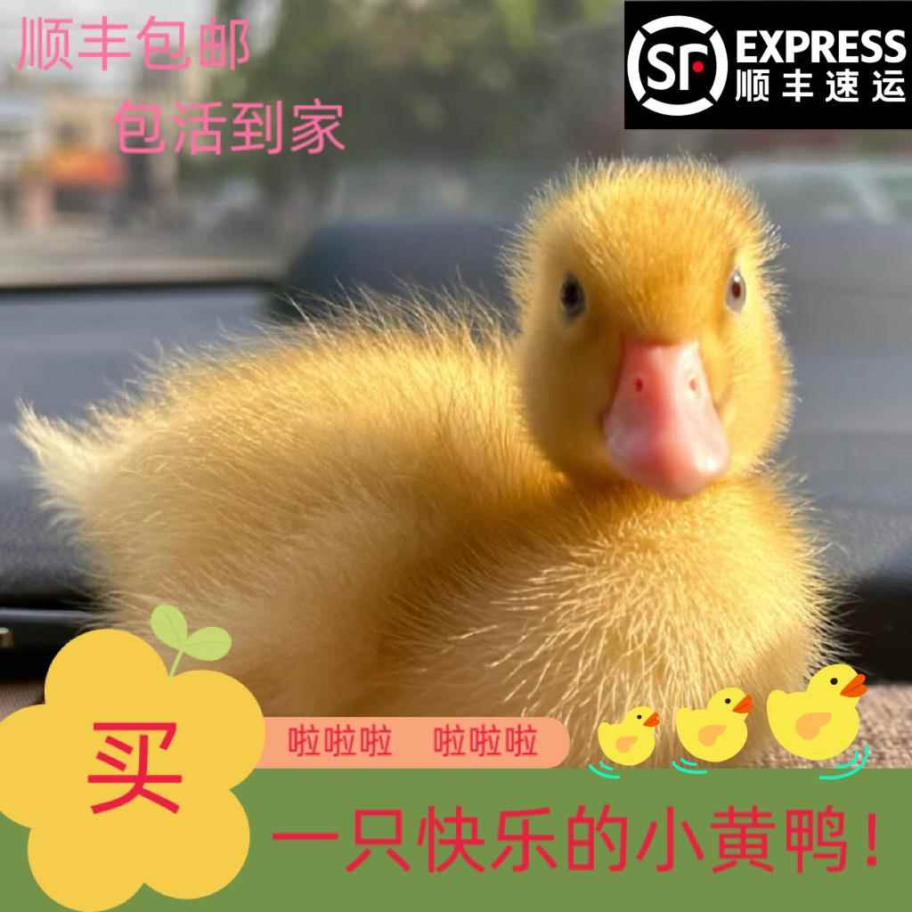 小鸭子活宠物柯尔鸭黄的网红鸭物柯基鸭观赏鸭科尔鸭仔