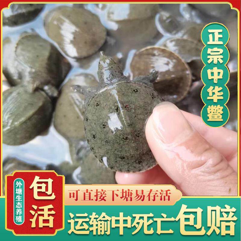 小甲鱼苗活体商用外塘养殖中华鳖苗鲜活物水鱼王八幼苗可食用