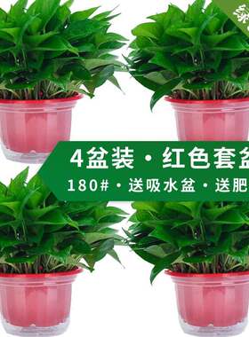 绿萝盆栽室内好养办公室美观吊兰可长藤绿植土培植物土养绿罗