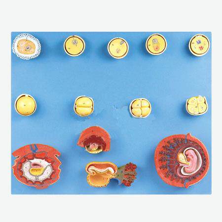 受精与初期胚胎发育过程模型A42003