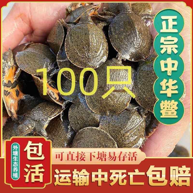小甲鱼苗100只中华鳖外塘苗团鱼王八水鱼苗生态养殖外塘活体