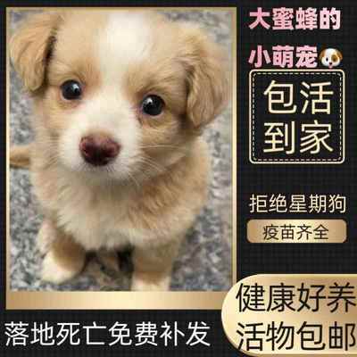 广西大黄狗桃檐中型犬家养