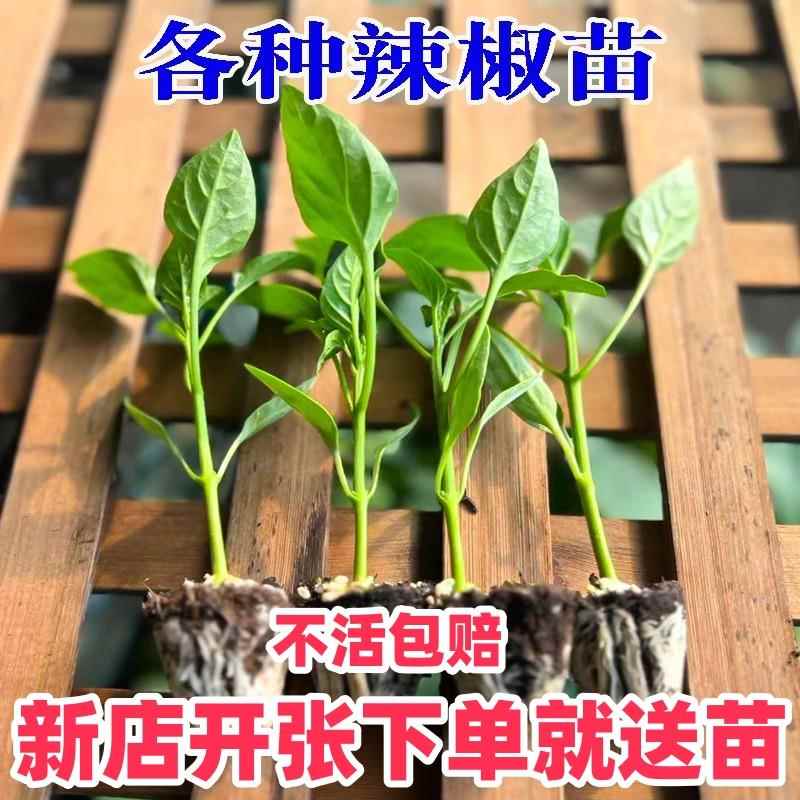 辣椒苗大椒苗牛角椒螺丝小米辣薄皮朝天线椒蔬菜苗重辣秧苗幼育苗