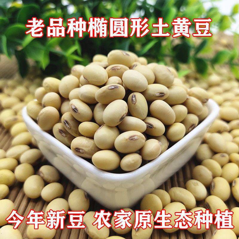 现货当季土黄豆湖北农家非基因改造土黄豆椭圆形黄豆打豆浆豆腐煲