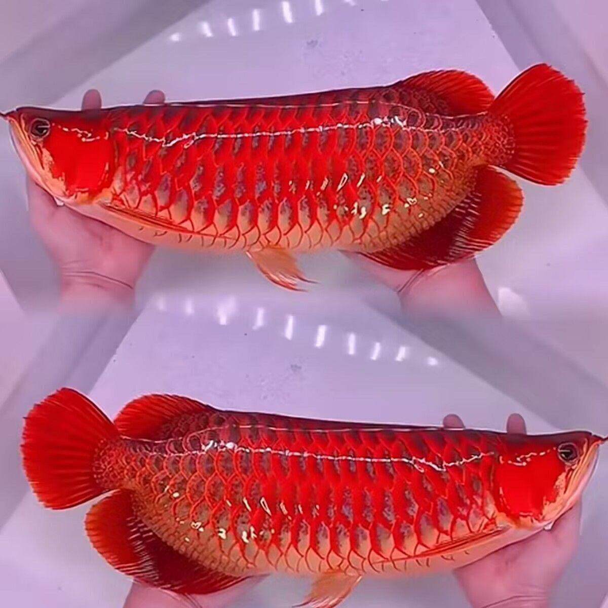 红龙鱼热带淡水鱼金龙鱼活鱼鱼苗稀罕观赏鱼七彩银龙鱼宠物幼苗