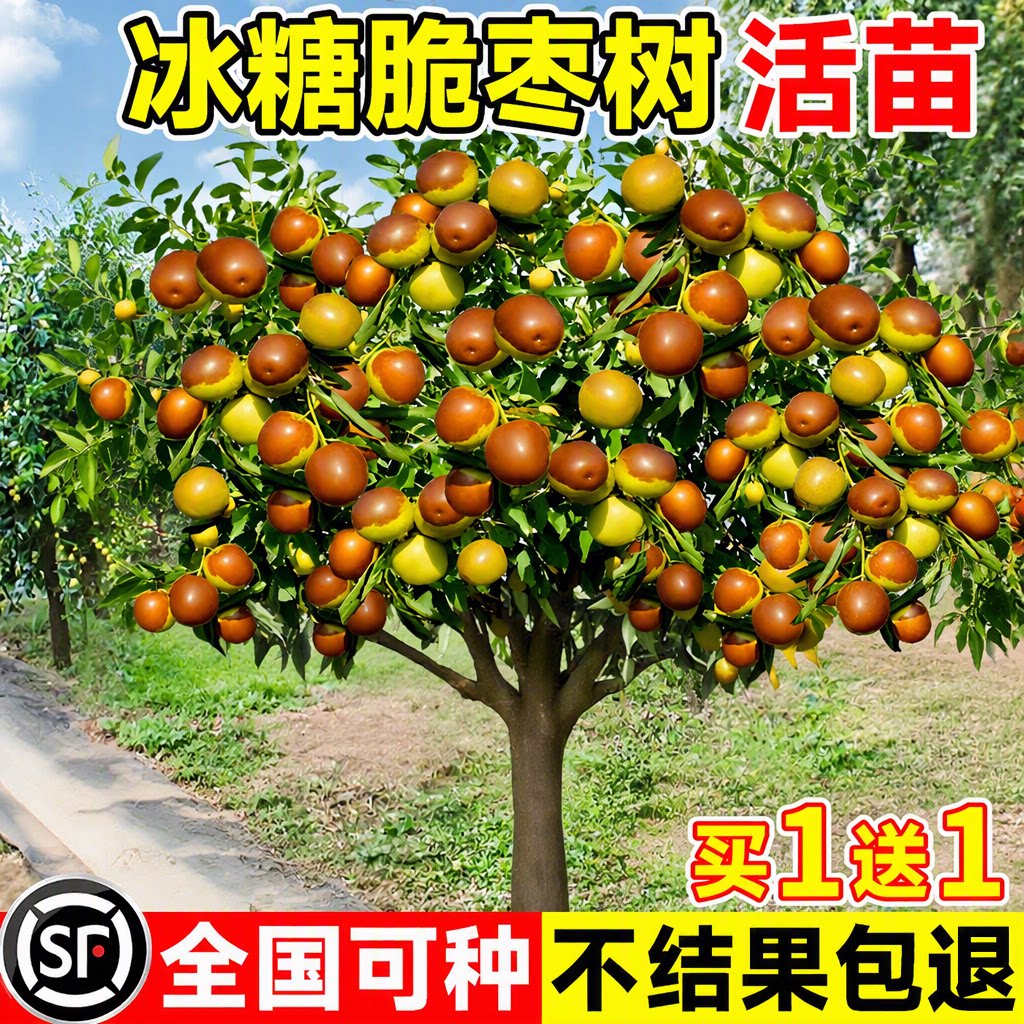 冬枣树苗沾化大枣超甜脆甜矮化当年结果南北方种植地栽盆栽包成活
