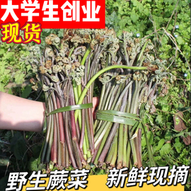 现摘新鲜蕨菜野生纯自然重庆野菜，下饭菜甜蕨应季蔬菜龙爪菜蕨菜干