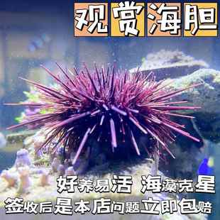 海胆宠物海缸生物除藻清洁活物海洋小生物观赏鱼造景马粪海胆包活