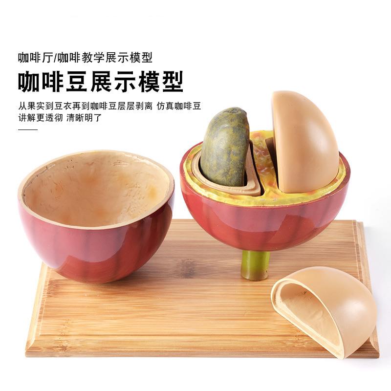 咖啡豆仿真模型摆件咖啡师培训烘焙商咖啡馆展示教学用具咖啡器具