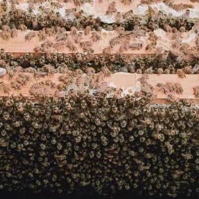 中蜂蜂群带王蜜蜂活体养殖带子脾阿坝中蜂带蜂箱中华土蜂出售笼蜂