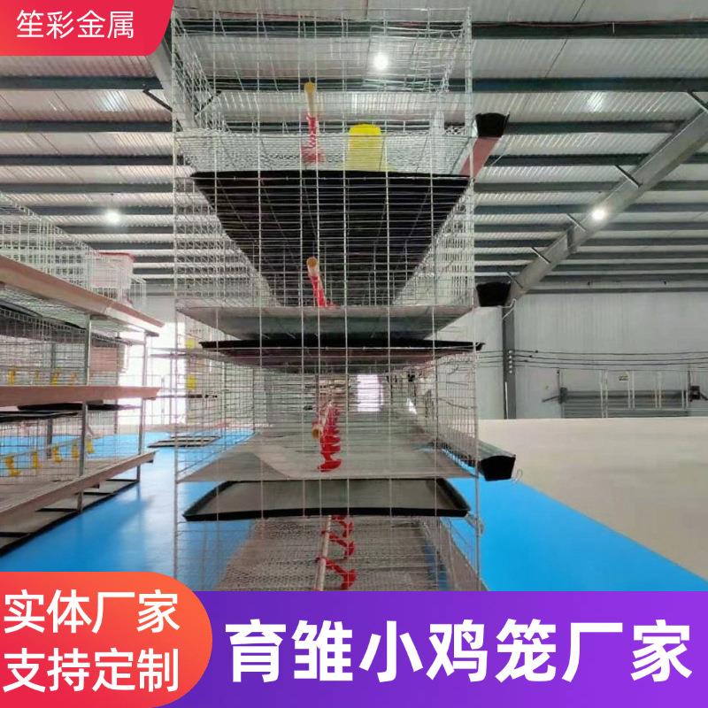 H型育雏小鸡笼养殖场农场大棚养殖繁殖畜牧含粪盘食槽设备鸡笼