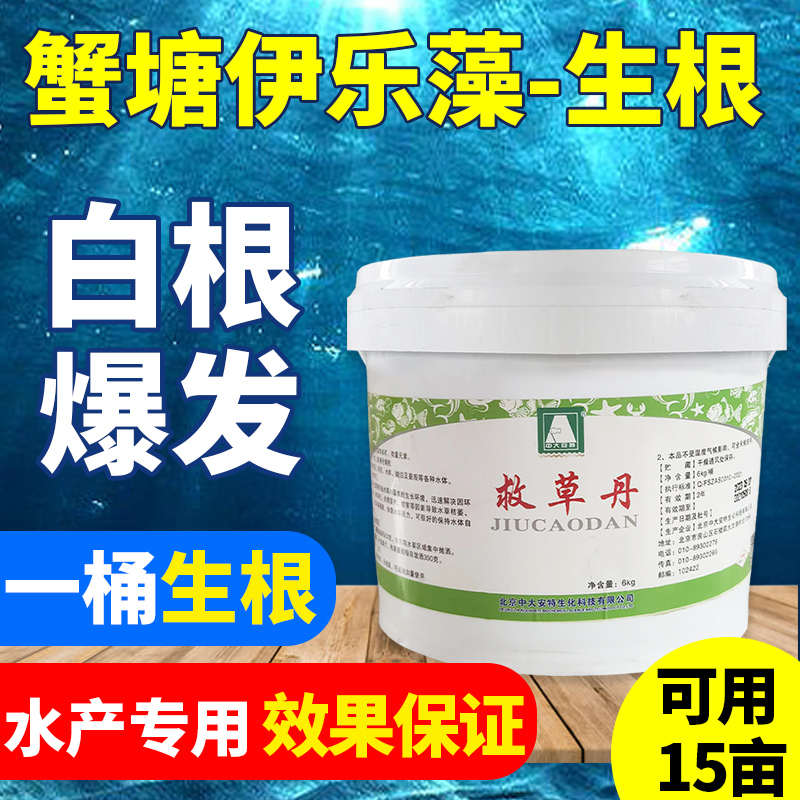 高温伊乐藻生根壮苗水草疯长放烂叶黄叶小龙虾塘水草大救星水产用