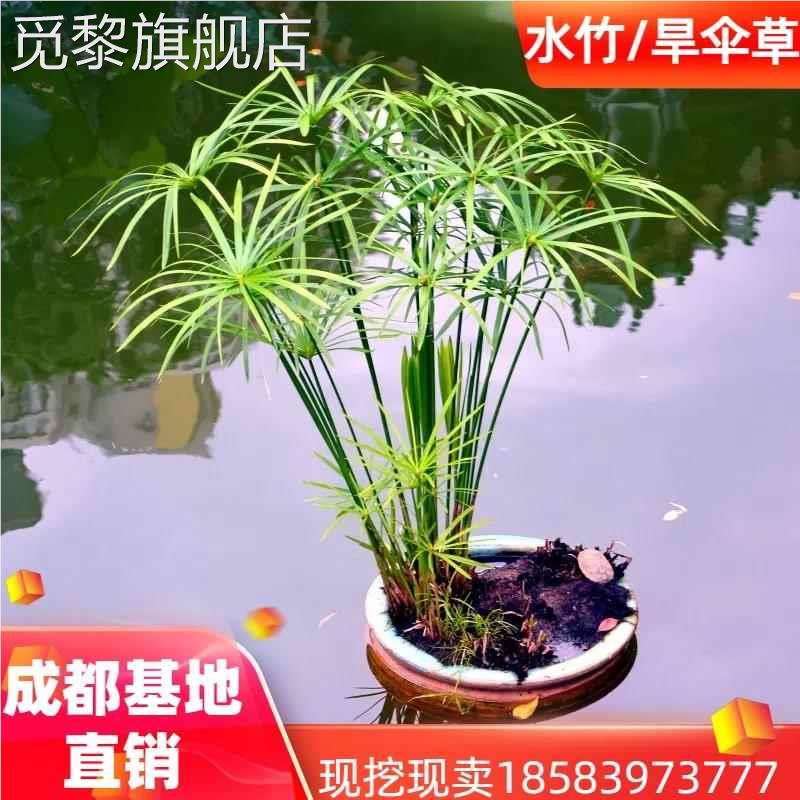 水生水培植物水竹盆栽水棕竹鱼缸池塘水养绿植旱伞草成都发货