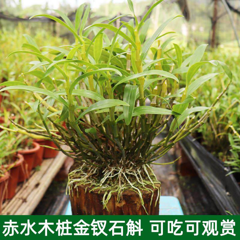 新疆包邮赤水木桩金钗石斛苗贵州金钗成活新鲜苗绿植盆栽吊兰花非