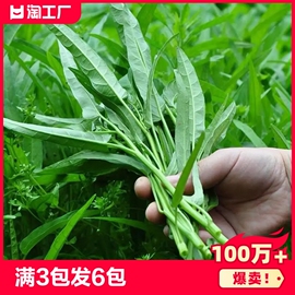 三叉空心菜种子四季青菜籽柳叶，大叶籽盆栽蔬菜种，雪里红麦菜小叶