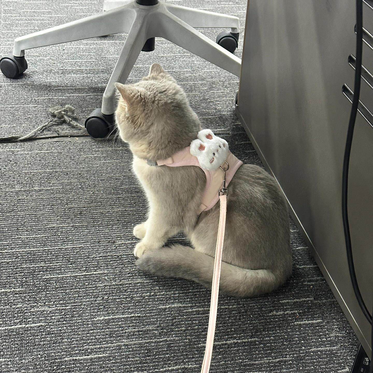 猫咪牵引绳可调节遛猫绳子中小型犬拴狗绳胸背心式宠物用品可爱