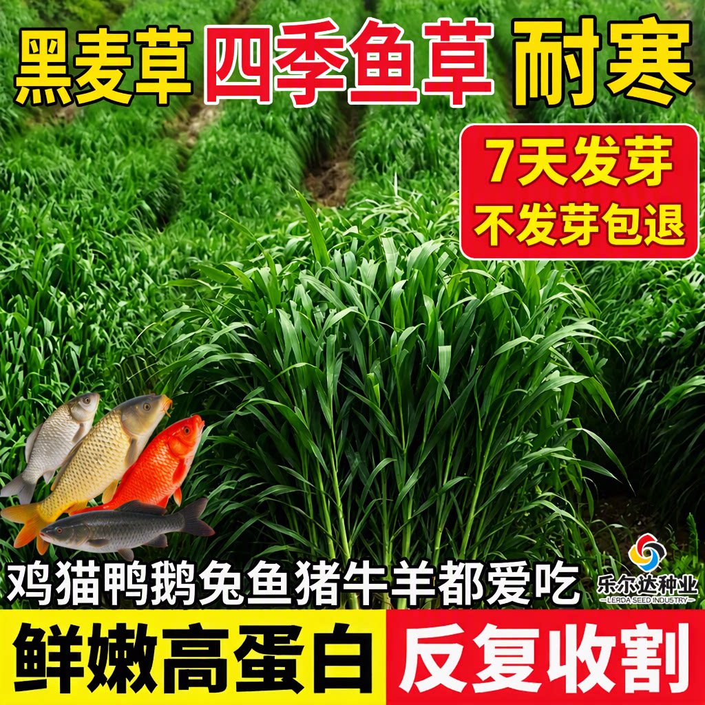 进口四倍体黑麦草种子耐寒四季高产7天发芽不发芽包退家禽家畜鱼