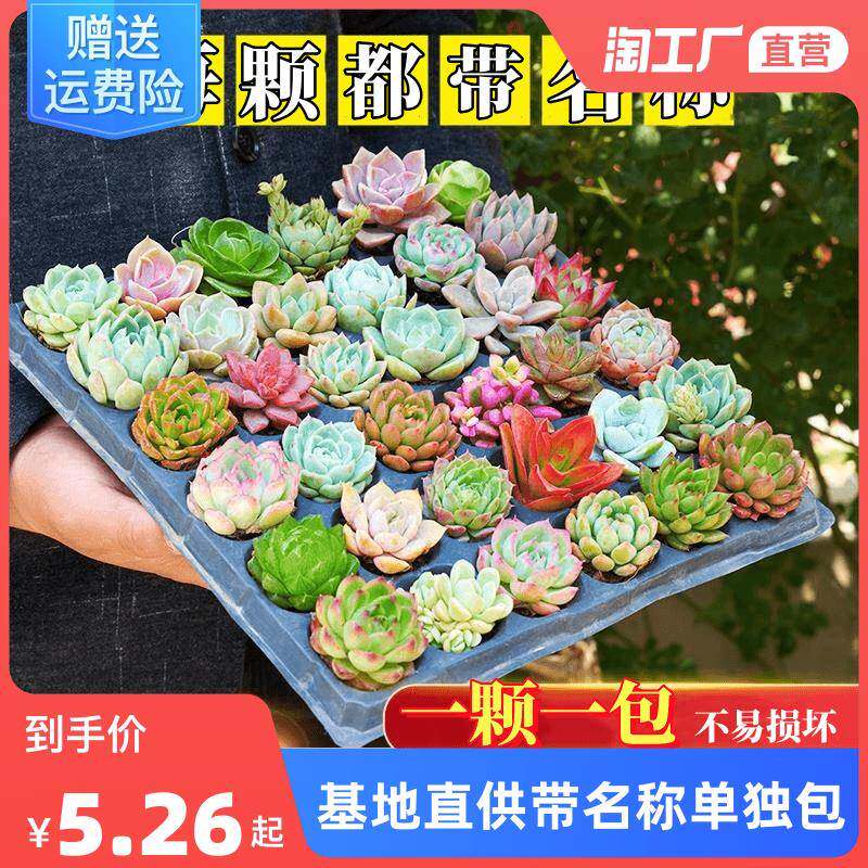 多肉植物新手套餐组合含盆带土肉肉室内桌面摆件好养花卉绿植盆栽