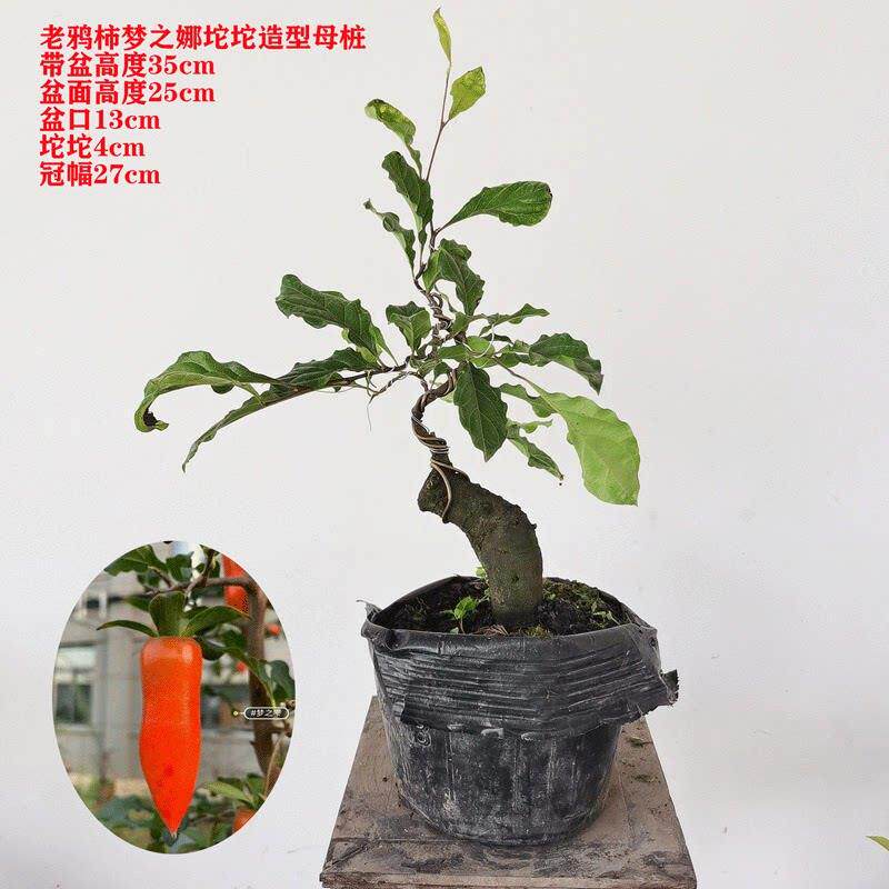 金撢子造型小老桩微盆景阳台易养一物一拍包邮办公室盆景品种葫芦