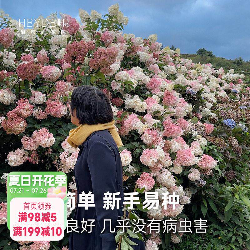 海蒂的花园圆锥绣球夏日美人石灰灯棒棒糖地栽植物北方耐寒花卉