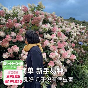 海蒂的花园圆锥绣球夏日美人石灰灯棒棒糖地栽植物北方耐寒花卉