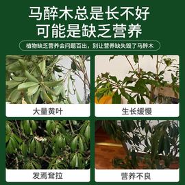 马醉木营养液黄叶枯萎专用肥料，水培吊钟营养液花肥水养植物