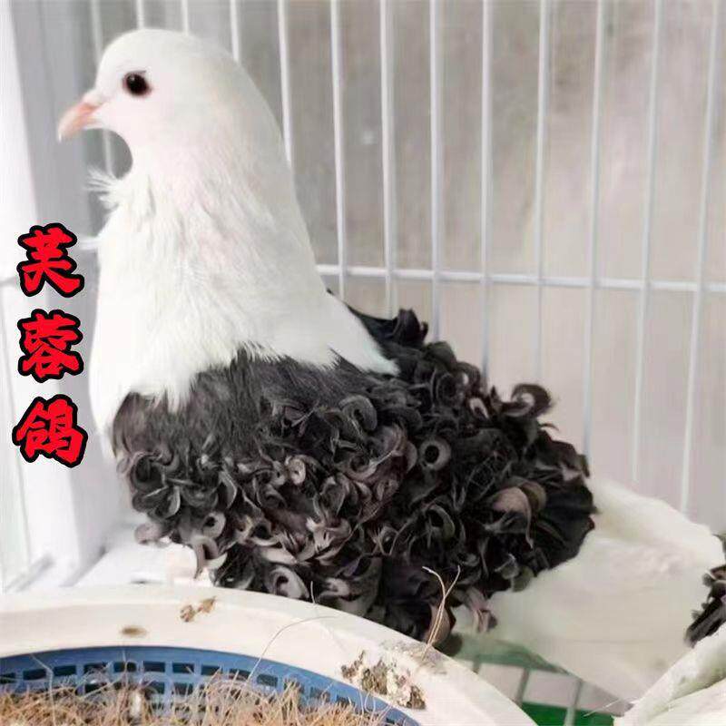 精品马甲芙蓉鸽子种鸽种蛋青年白色卷毛鸽子活体一对活体包邮健康