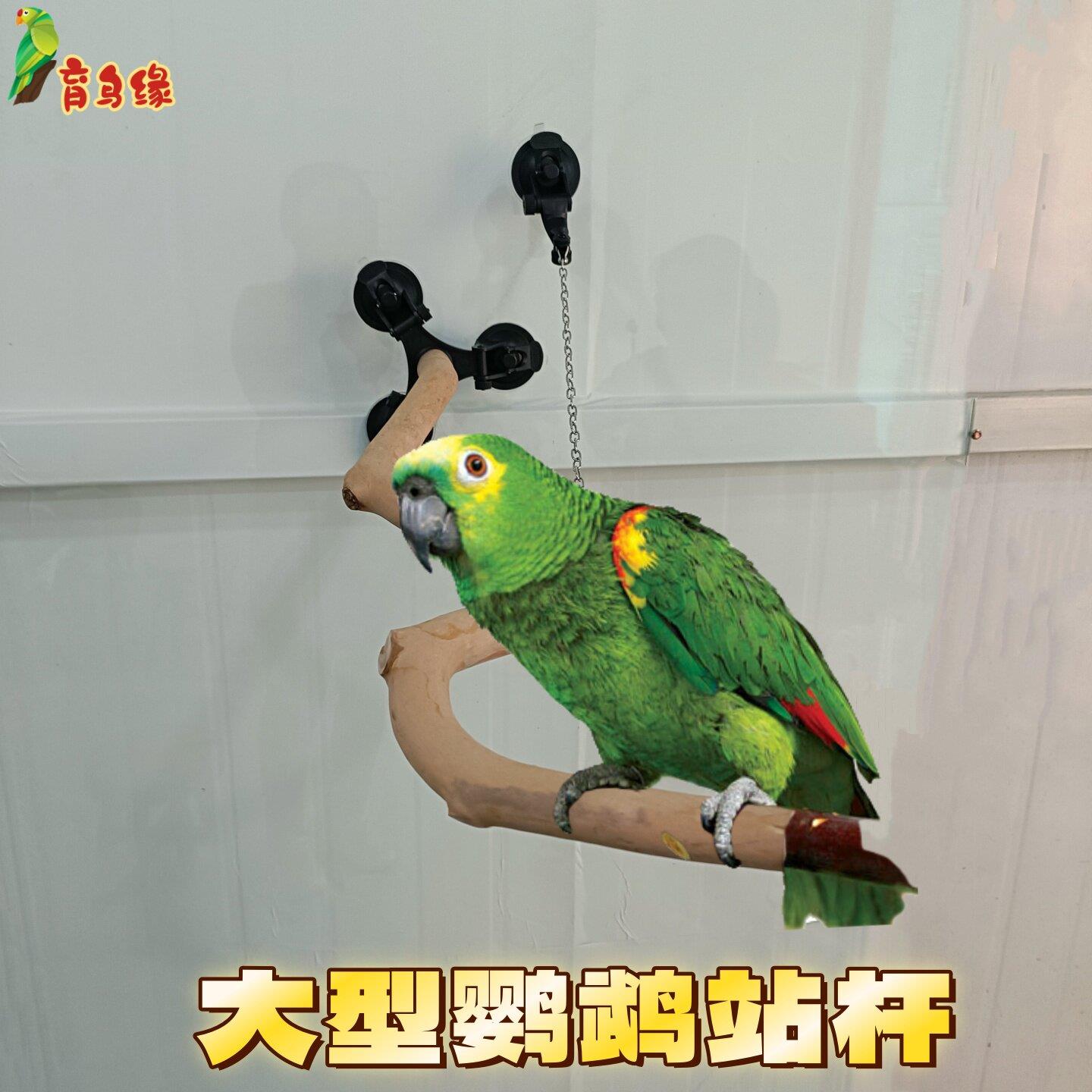 大型鹦鹉玻璃吸盘站杆强力吸盘训练站棍灰机折衷金刚鹦鹉树枝站架图片