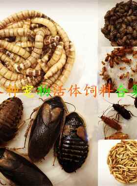 包邮饲料大麦虫 面 面包虫 樱桃 杜比亚蟑螂 宠物蜘蛛蜥蜴蛙饲料