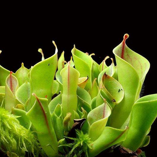 【小太阳瓶子草 H.minor】稀有食虫植物 适合造景 趣味绿植盆栽