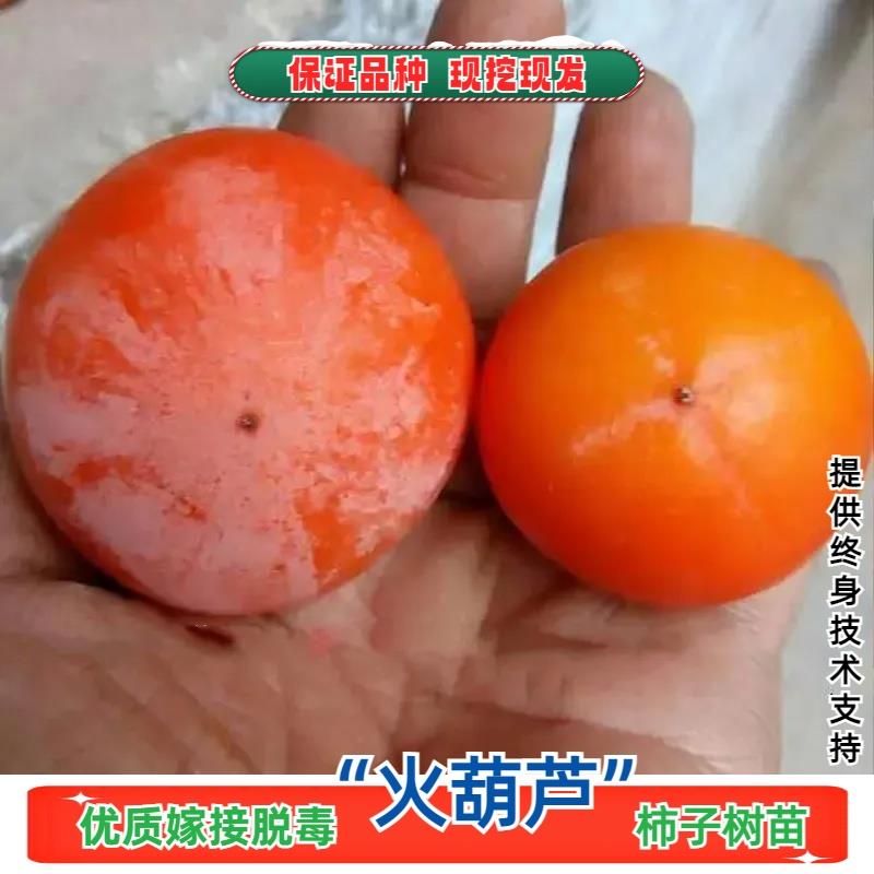 陕西火葫芦柿子树苗袖珍迷你一口吸小柿子苗南北方种植红灯笼柿树