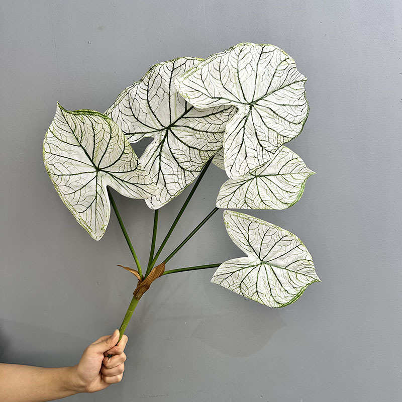 5头过胶手感彩芋叶 春羽叶雨林景观园林绿植海芋叶海棠叶仿真绿植