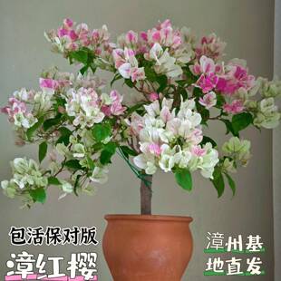 新疆包邮漳红樱三角梅大苗老庄高飘四季开花勤花好养适合阳台庭院