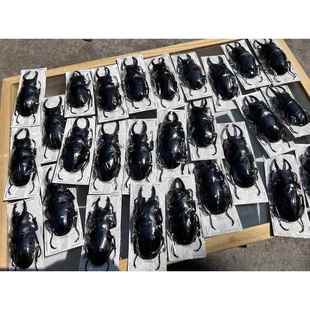 英特梅迪鬼艳锹甲 森海之约昆虫标本真甲虫标本制作 礼品手工包邮