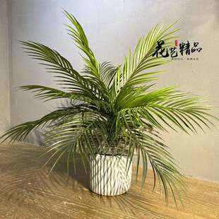 仿真绿植散尾葵客厅家居落地假花棕榈树棕树蕨小葵树摆放花艺葵椰