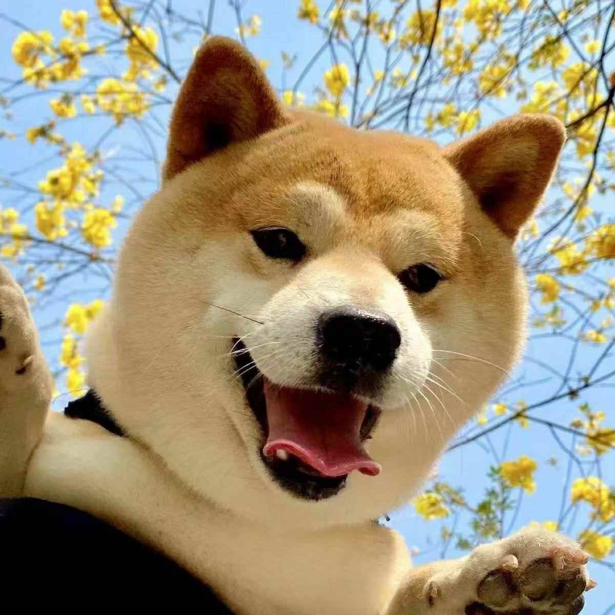 正宗黄狗中华田园犬广西土猎犬黄色黄狗大黄狗看家护院幼宠活物幼