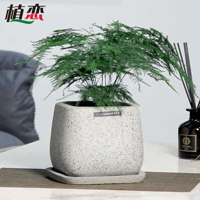 小文竹盆栽文竹盆景绿植花卉净化空气植物喜阴观叶客厅室内办公桌